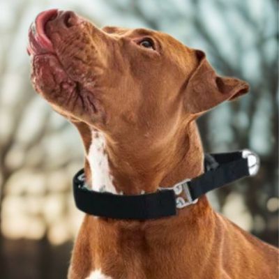 collier dressage chien pitbull fauve