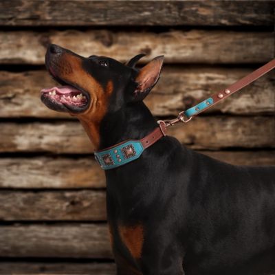 collier en cuir pour chien doberman en laisse