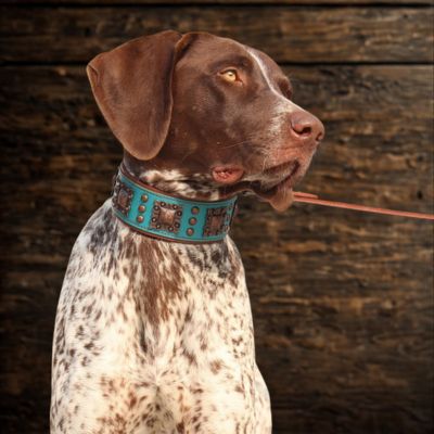 collier en cuir pour chien braque allemand en laisse