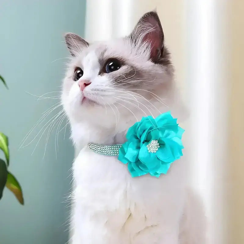 Un chat avec un collier de fantaisie pour chien en strass et fleur turquoise.