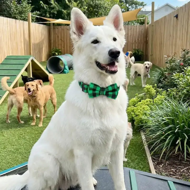 Un berger suisse dans une garderie pour chien porte le collier de fantaisie pour chien Fidolia vert.