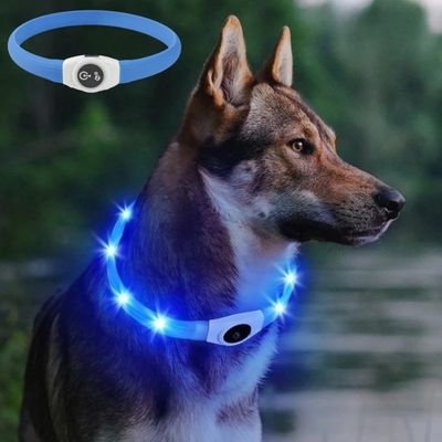 collier lumineux chien couleur bleu hosky