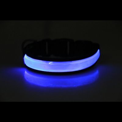 collier lumineux chien couleur bleu