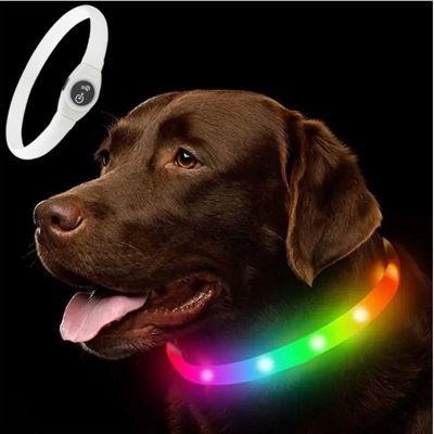 collier lumineux chien couleur multicolore labrador