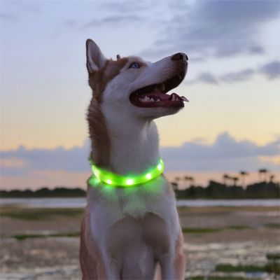 collier lumineux chien hosky collier vert