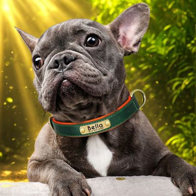 collier personnalisable pour chien bouledogue francais avec colliers