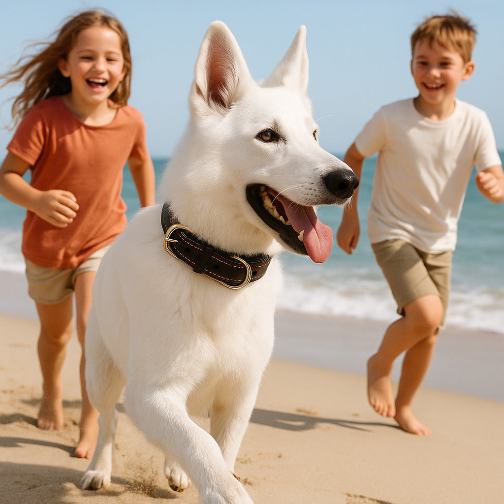 collier pour chien berger suisse plage enfant collier