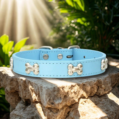 collier pour chien bleu pale sur pierre ensoleille