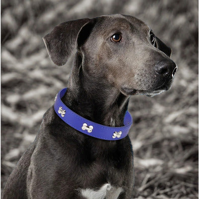 collier pour chien brack allemand avec collier bleu