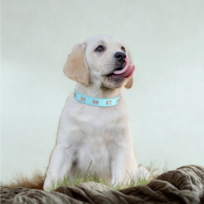 collier pour chien chiot blanc avec collier bleu