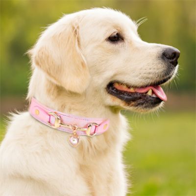collier pour chien couleur rose