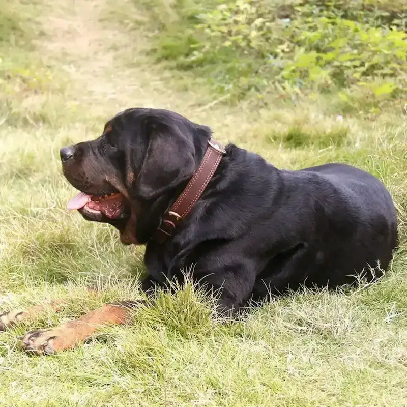 Un rottweiler allongé sur la pelouse porte le collier pour chien en cuir marron.