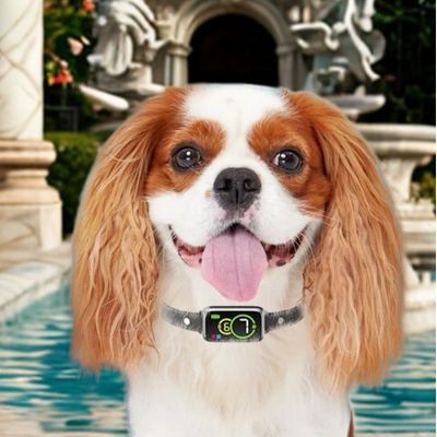 collier pour petit chien anti-aboiement-beau cavalier king charle