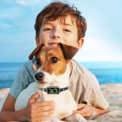 collier pour petit chien anti-aboiement jeune garcon jack russell