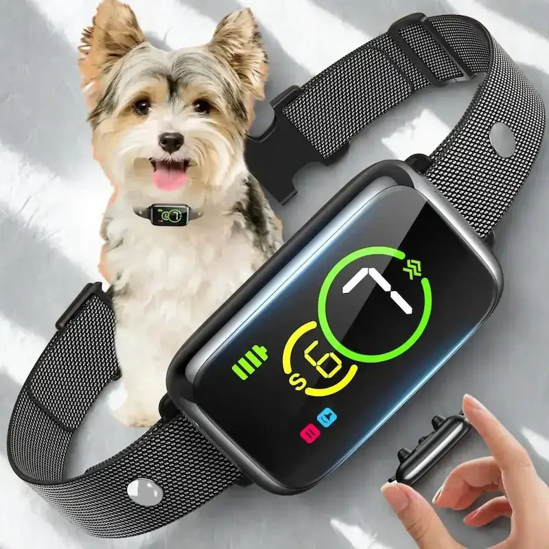 Un Yorkshire avec un collier pour petit chien anti-aboiement noir.