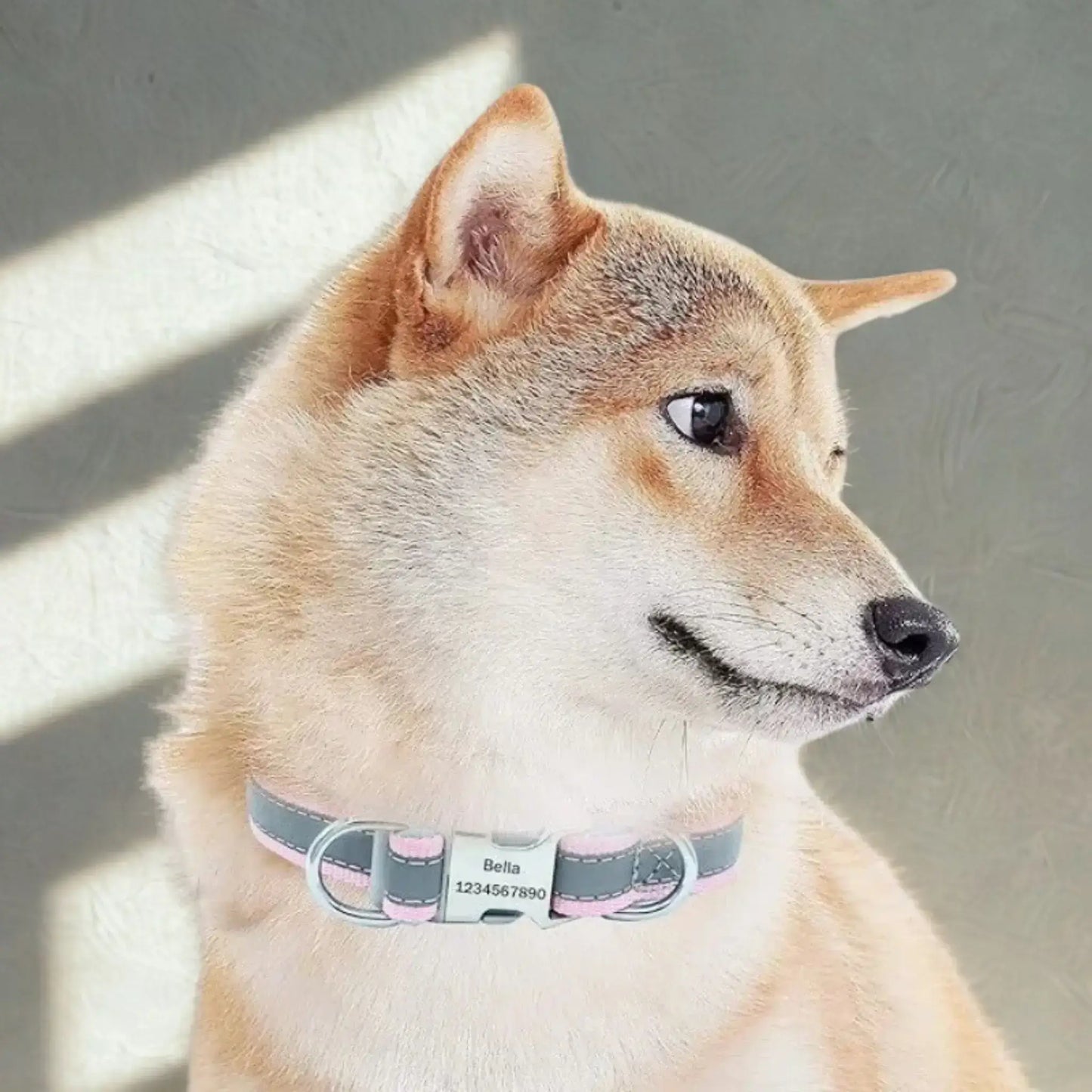Un akita avec un collier réfléchissant pour chien gris et rose.