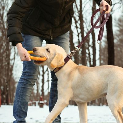 colliers pour chiens personnalises labrador maitre joue exterieur hivers