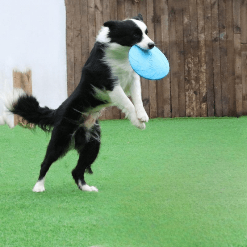 Frisbee Chien - FlyingDiscToys™ - Bleu - Jolianimaux
