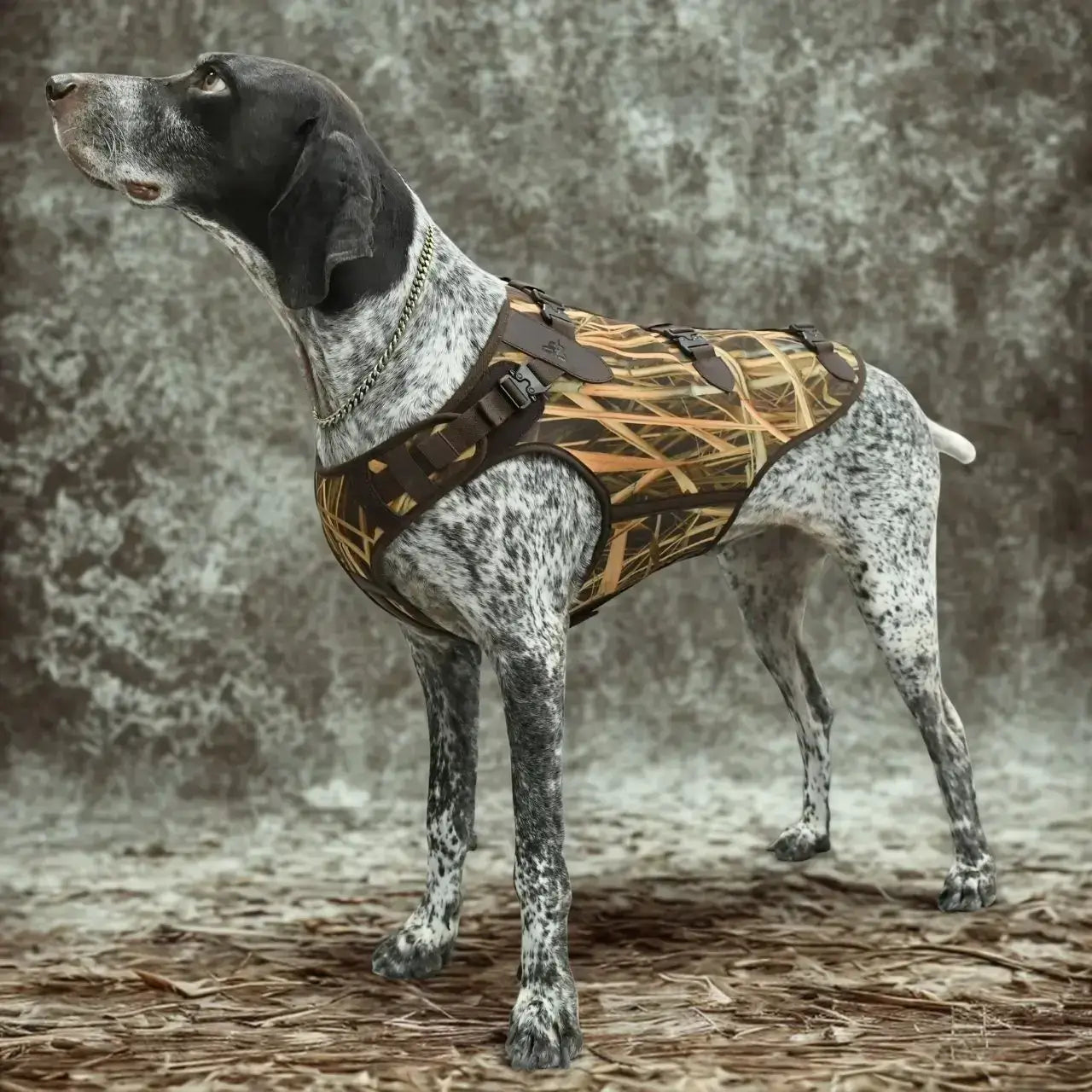 Un pointer anglais avec un gilet de protection pour chien de chasse couleur camouflage.
