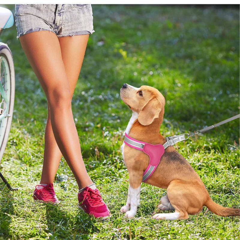 harnais chien assis regarde femme avec harnais rose