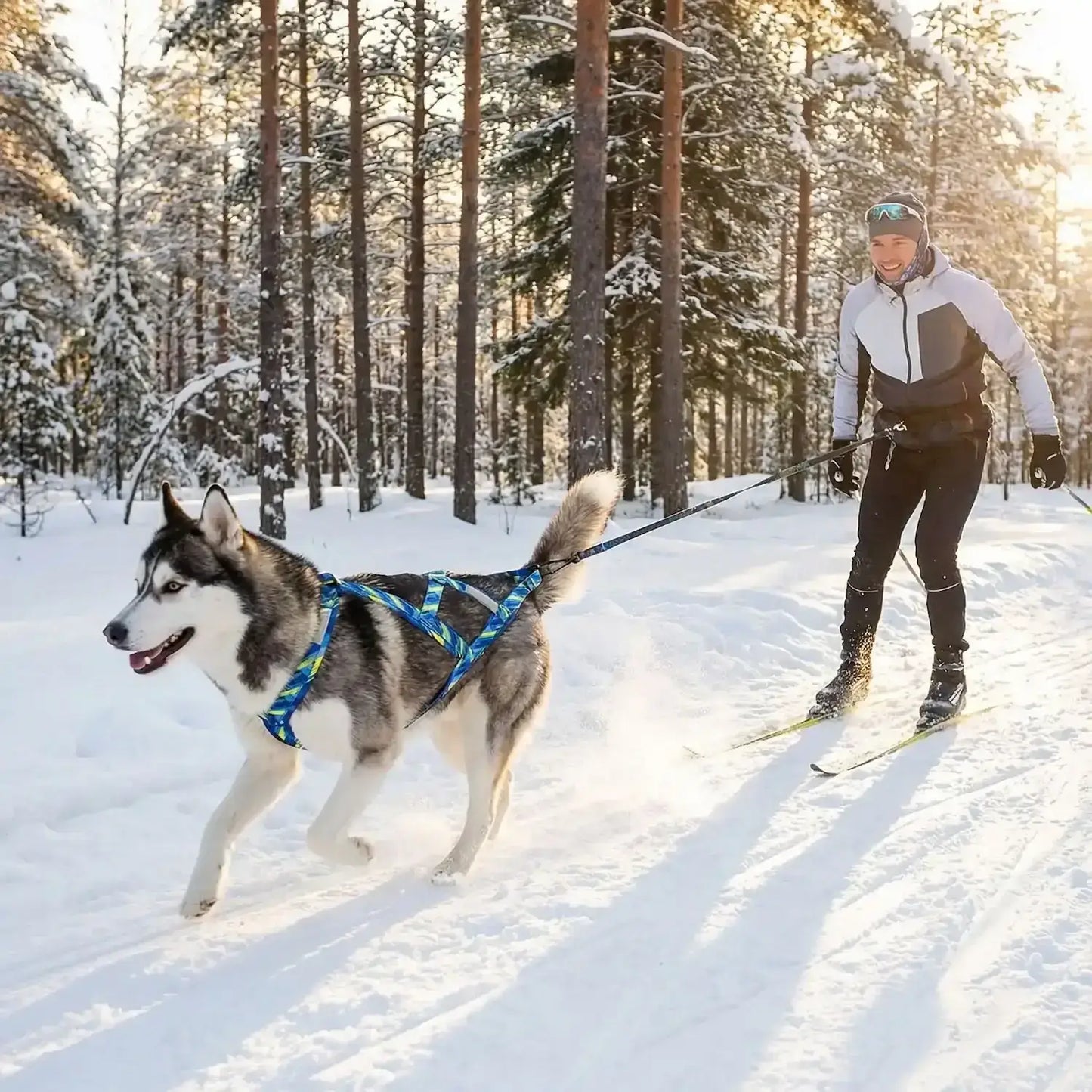 Un homme en ski se fait tirer par son husky avec un harnais pour chien de course bleu.