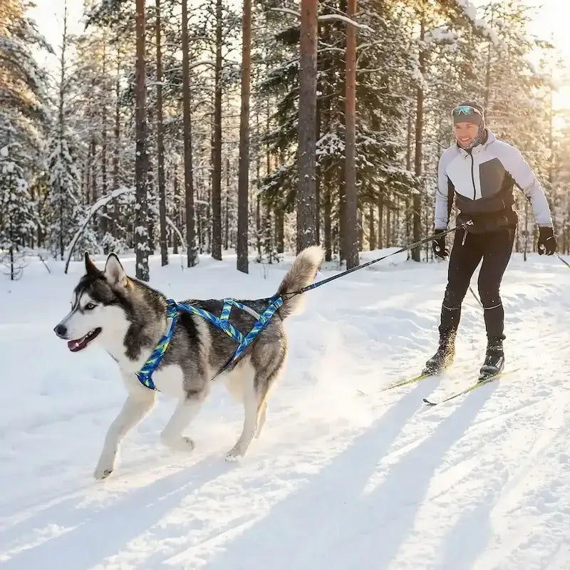 Un homme en ski se fait tirer par son husky avec un harnais pour chien de course bleu.