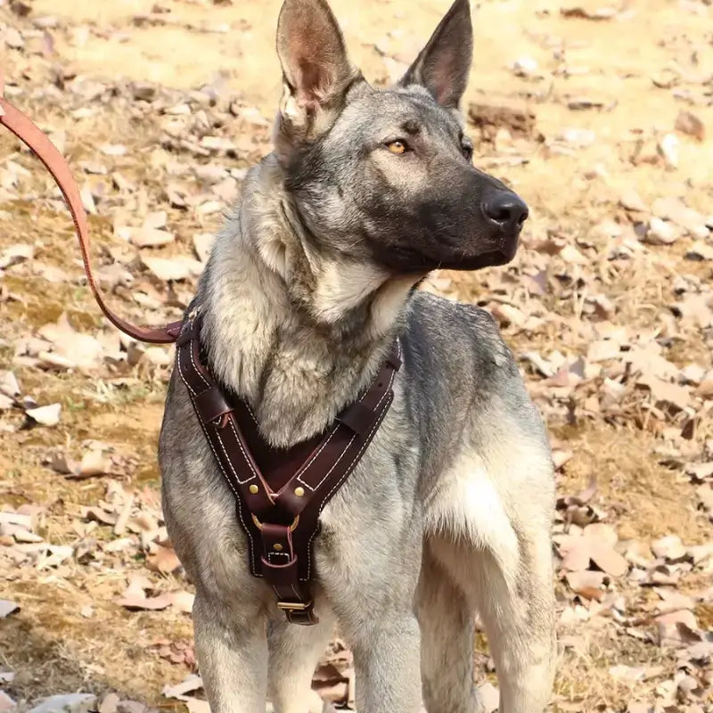 En automne, un berger allemand porte un harnais en cuir veritable.