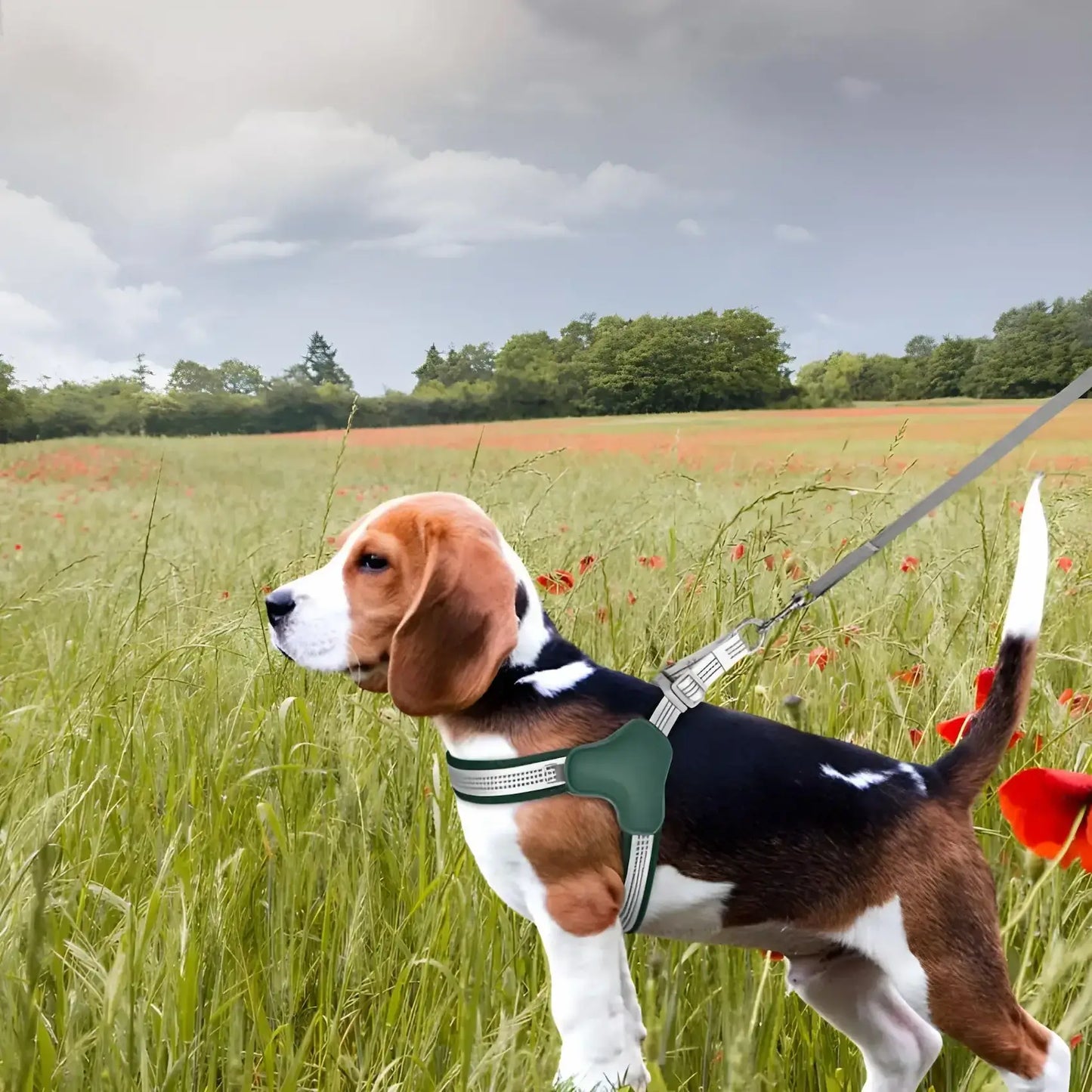 un beagle dans un champ avec son harnais pour chien vert.
