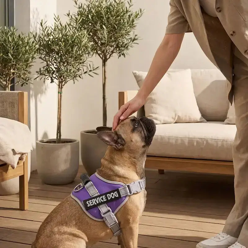 Une femme dans son salon caresse son bouledogue français qui porte son harnais pour chien personnalisé violet.