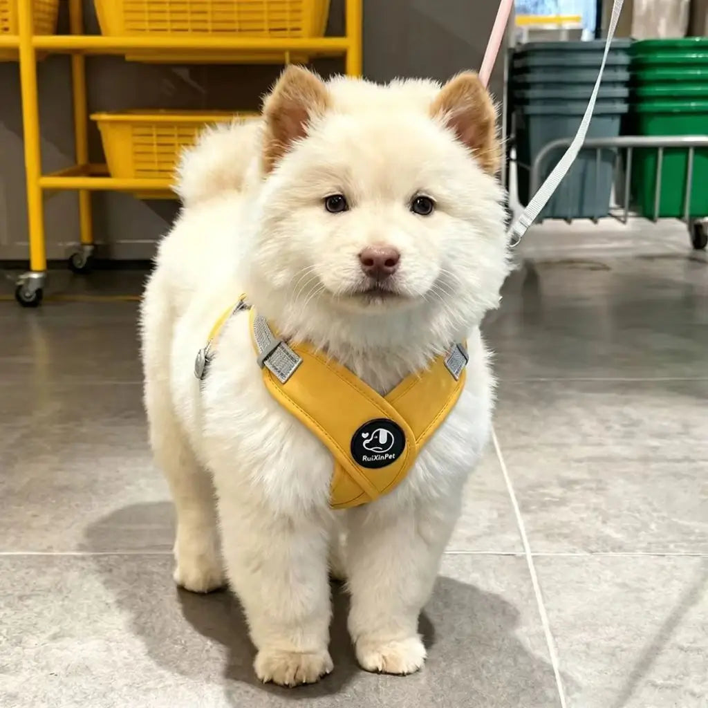 Un chiot husky debout en laisse avec son harnais pour chien jaune.
