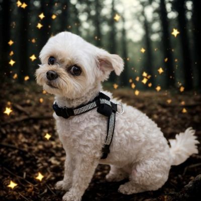 harnais chiot bichon blanc harnais noir