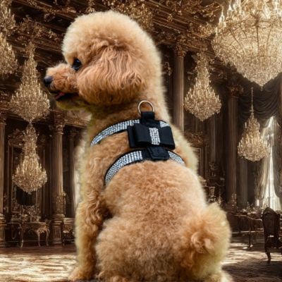 harnais chiot couleur noir