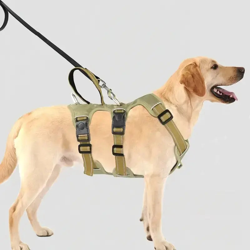 Vue latérale d'un labrador avec son harnais kaki.