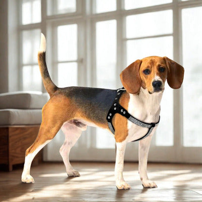 harnais pour chien chien poitevin avec harnais noir cristaux