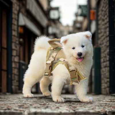 harnais pour chien chiot harnais rue ville pierre