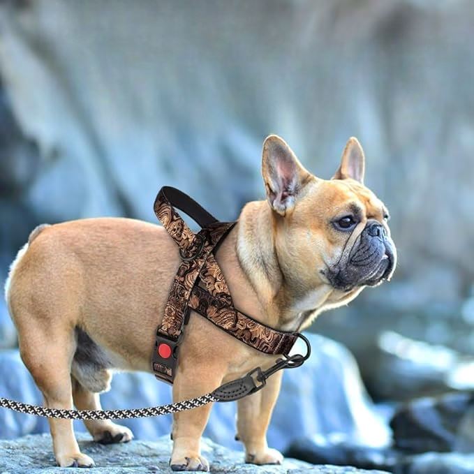 Harnais pour Chien - DogSafeHarness™ - Noir Doré - Jolianimaux