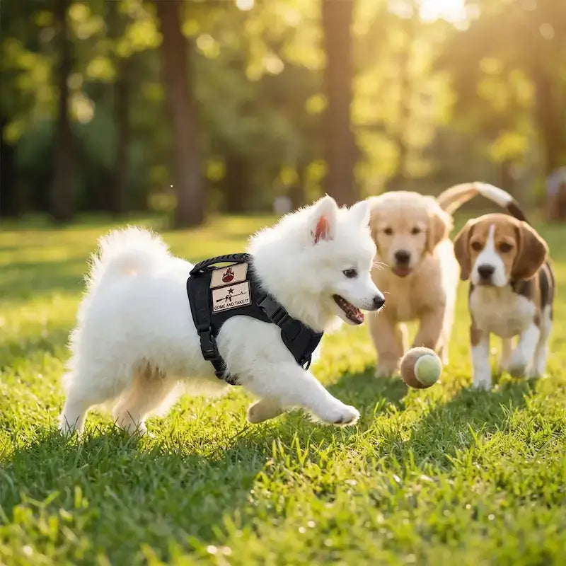 Un chiot spitz japonais joue à la balle avec d'autres chiens, portant le harnais pour chien noir.