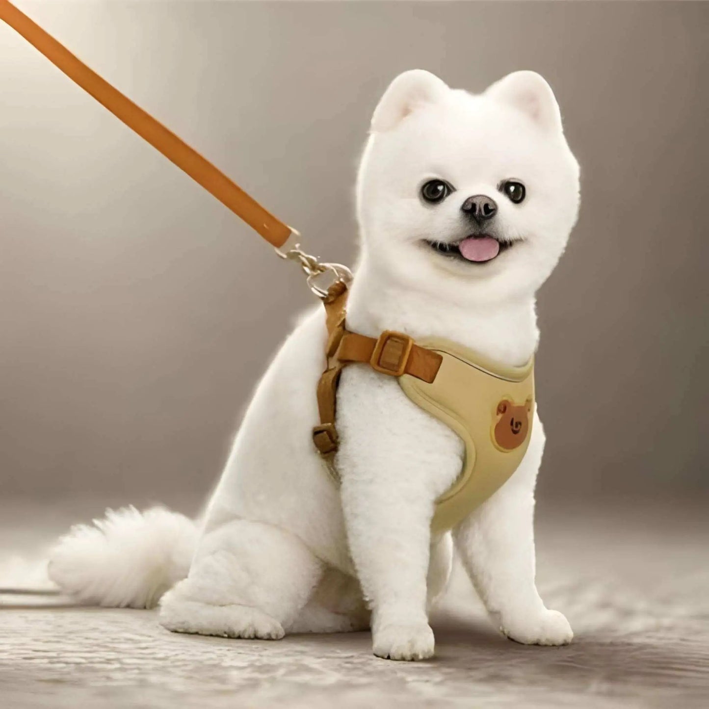 Un loulou poméranien assis en laisse avec un harnais pour petit chien beige.