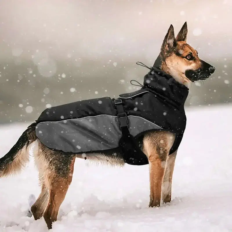 Un berger allemand dans la neige vêtu d'un imperméable pour chien noir.