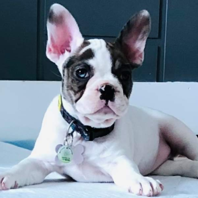 jolianimaux frenchton blanc visage colore