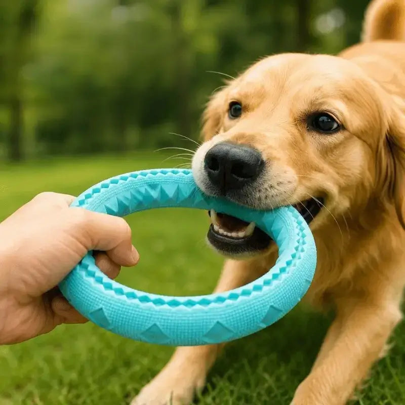 Un golden retriever tire sur son jouet pour chien turquoise.