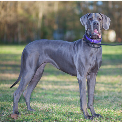laisse corde pour chien braque allemand avec laisse terrain