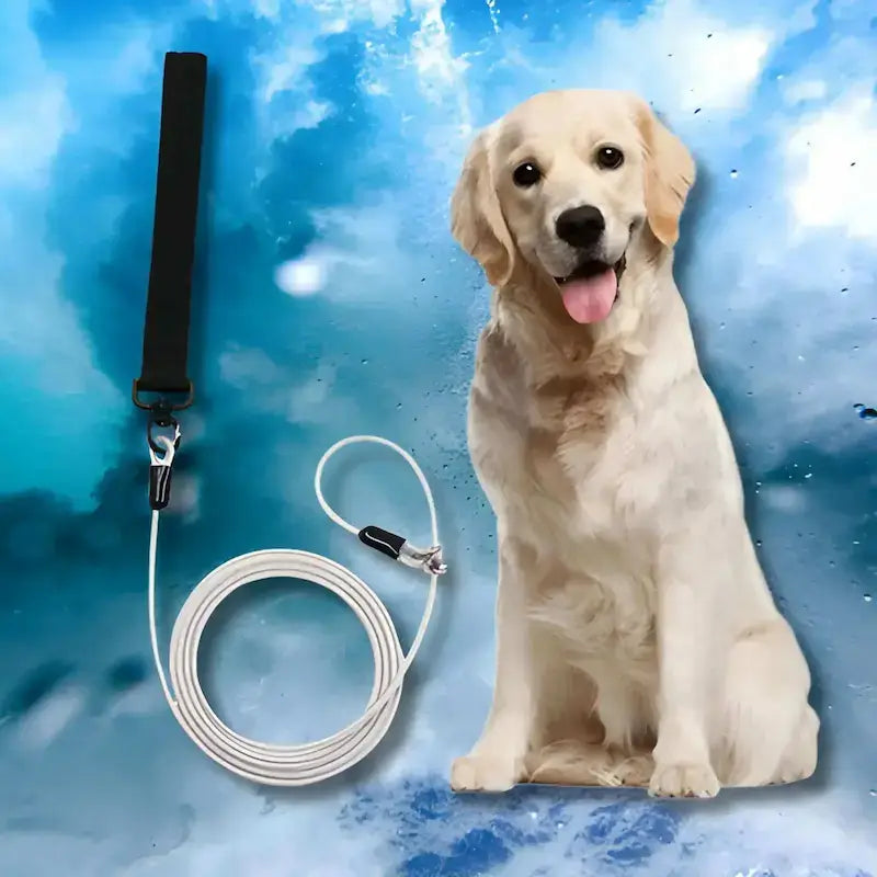 Une laisse-corde pour chien transparente avec un golden retriever.