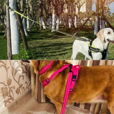 laisse main libre chien attacher arbre laisse en main