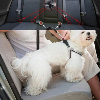 laisse pour chien bichon maltais siege arriere femme point attache
