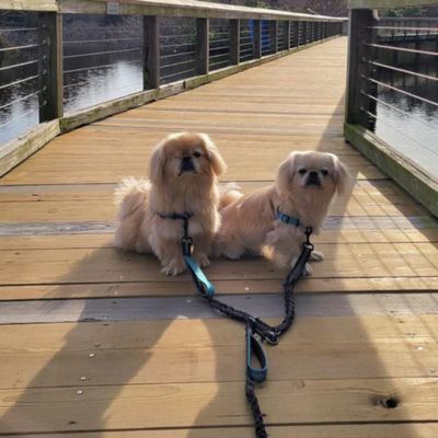 laisse pour chien deux pekinois sur pont en laisse
