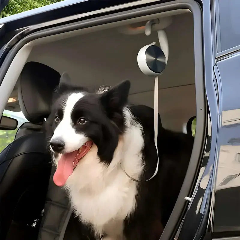 un border collie avec une laisse pour chien rétractable accrochée sur la bare de voiture.