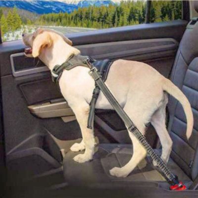 laisse pour chien labrador blond siege arriere attacher