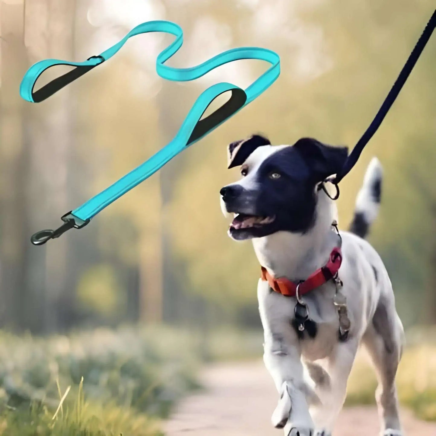 Un Jack Russell marche dans la rue avec une laisse pour chien de couleur turquoise.