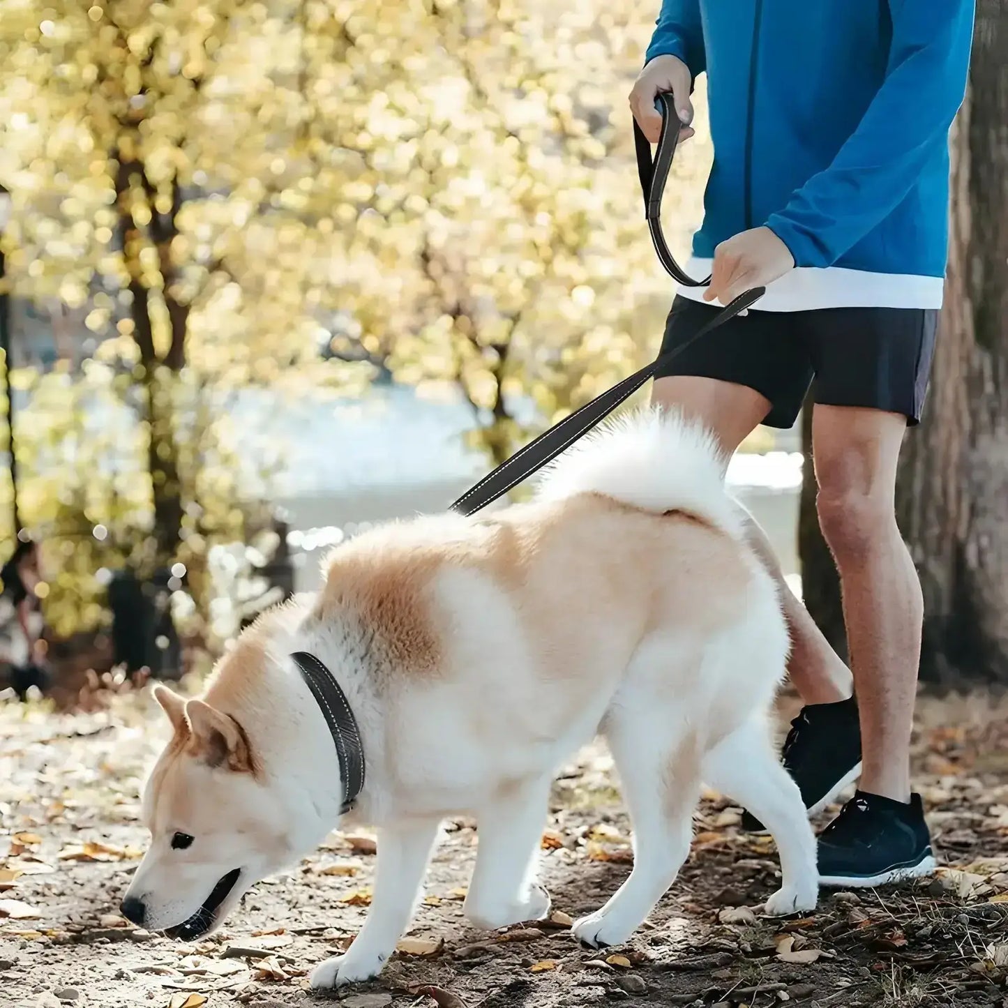 Un akita et son maître marchent dans un boisé avec la laisse pour chien noir.